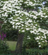 Dřín japonský - Cornus kousa - semena - 12 ks