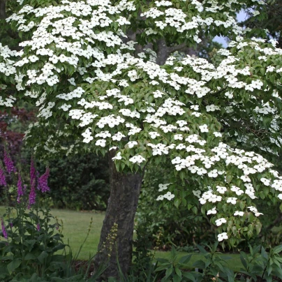 Dřín japonský - Cornus kousa - semena - 12 ks