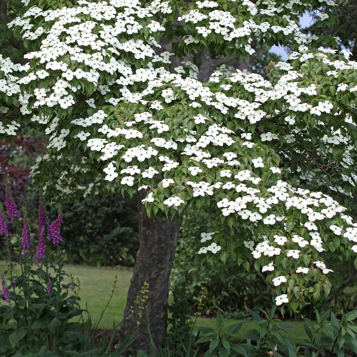 Dřín japonský - Cornus kousa - semena - 12 ks
