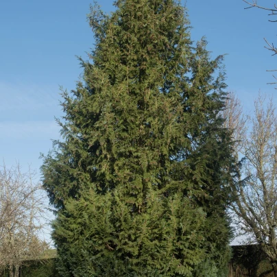 Cypřišek Lawsonův - Chamaecyparis lawsoniana - semena - 10 ks