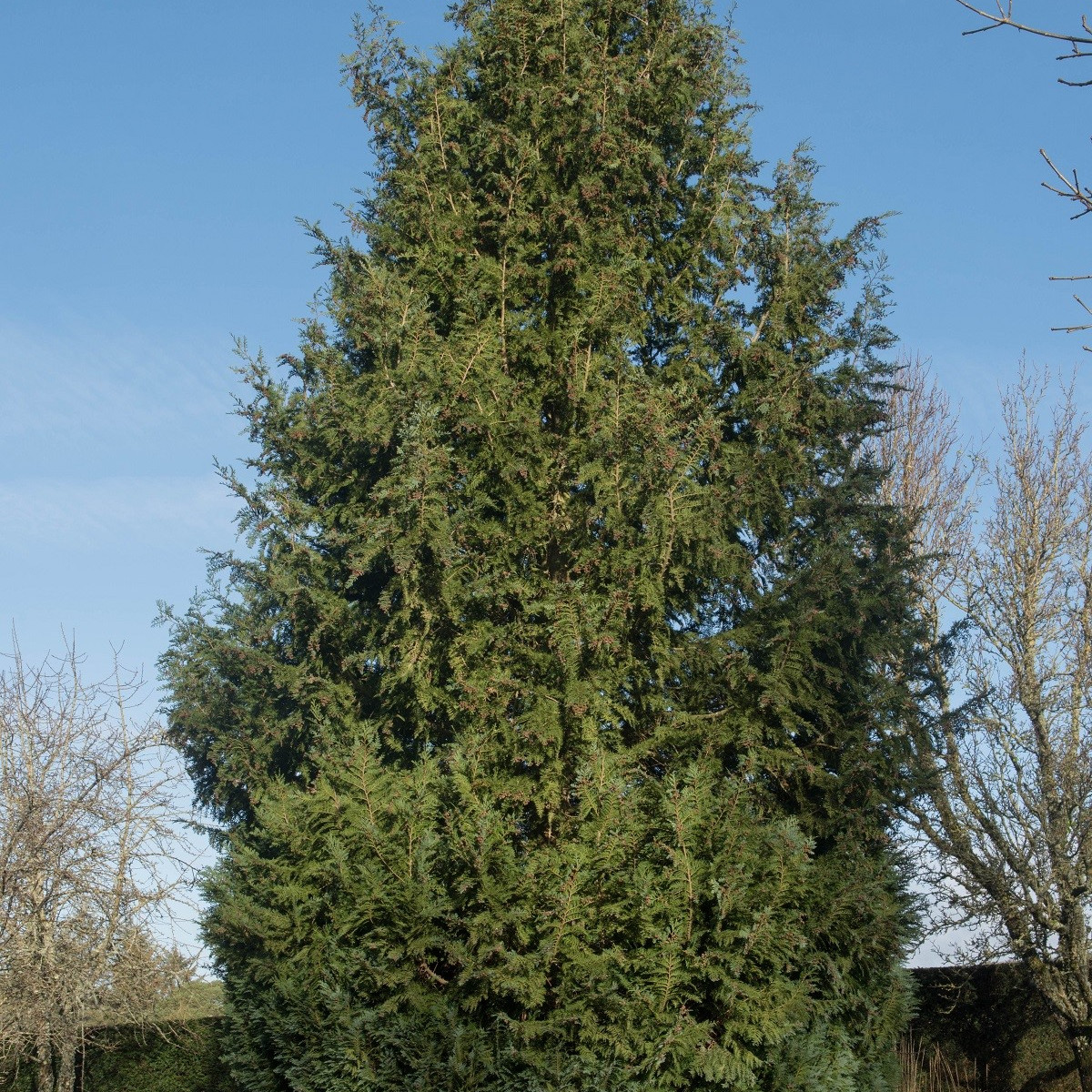 Cypřišek Lawsonův - Chamaecyparis lawsoniana - semena - 10 ks