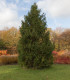 Smrk himalájský - Picea smithiana - semena - 8 ks
