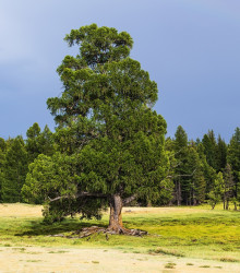 Semena borovice – Borovice Limba – Pinus cembra sibirica