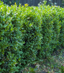 Buxus - Buxus sempervirens - semena - 10 ks