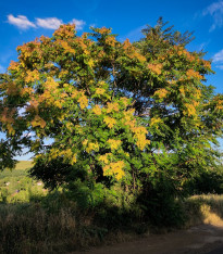 Česnekovník hořký - Cedr španělský - Cedrela odorata - semena - 8 ks