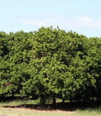 Makadamské oříšky - Macadamia integrifolia - semena - 2 ks