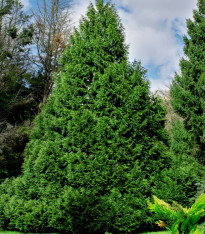 Túje - Thuja plicata - semena - 18 ks