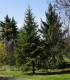 Jedle Pindrow - Abies Pindrow - semena - 15 ks
