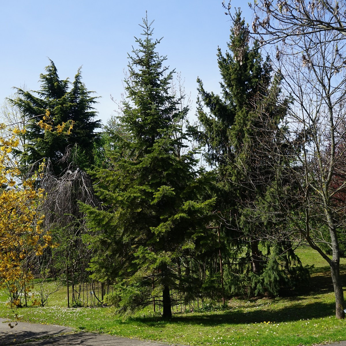 Jedle Pindrow - Abies Pindrow - semena - 15 ks