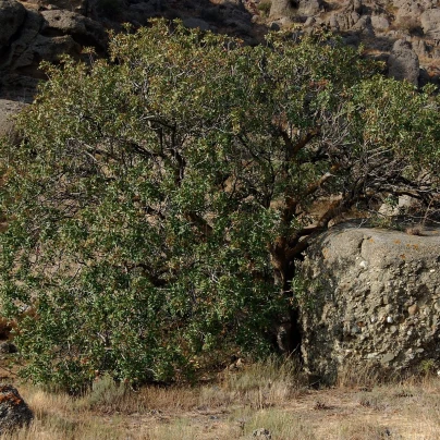 Pistácie atlantská - Pistacia Atlantica - semena - 5 ks