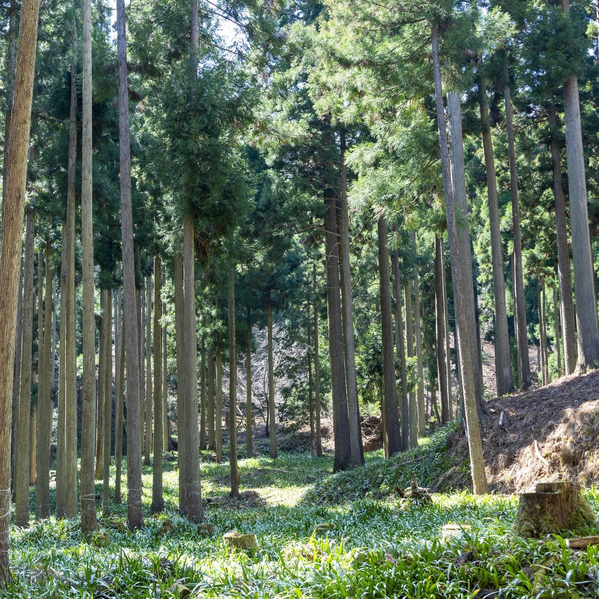 Kryptómerie japonská - Cryptomeria japonica - semena - 4 ks