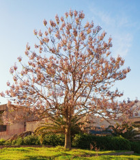 Paulovnie Shan Tong - Paulownia Shantong hybrid - semena - 15 ks