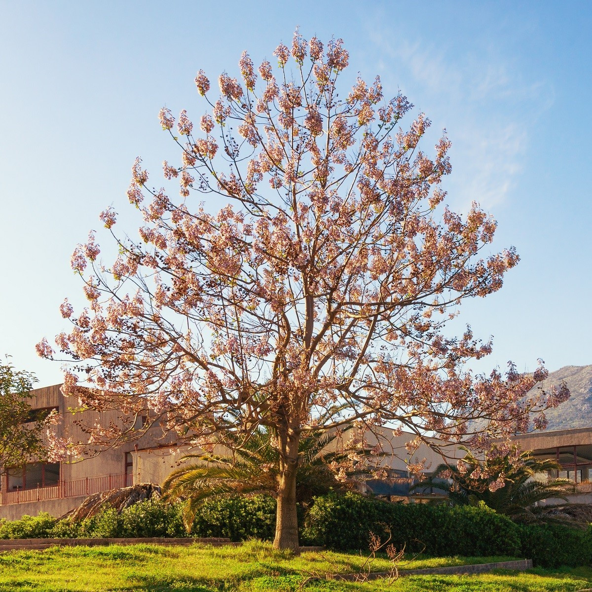 Paulovnie Shan Tong - Paulownia Shantong hybrid - semena - 15 ks