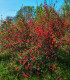 Kdoulovec - Chaenomeles Japonica - semena - 10 ks