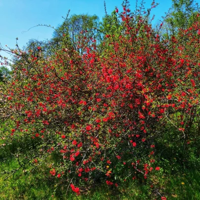 Kdoulovec - Chaenomeles Japonica - semena - 10 ks