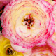 Pryskyřník Picotee růžový - Ranunculus asiaticus - cibuloviny - 3 ks