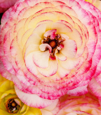 Pryskyřník plnokvětý Picotee růžový - Ranunculus asiaticus - cibuloviny - 3 ks