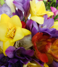Směs frézie plnokvěté - Freesia - cibuloviny - 9 ks