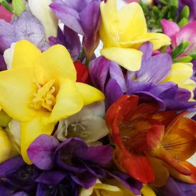 Směs frézie plnokvěté - Freesia - cibuloviny - 9 ks