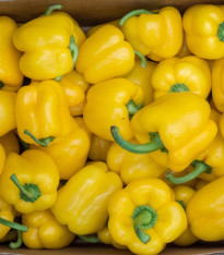 Paprika žlutá Gelber Block - Capsicum annuum - semena - 7 ks