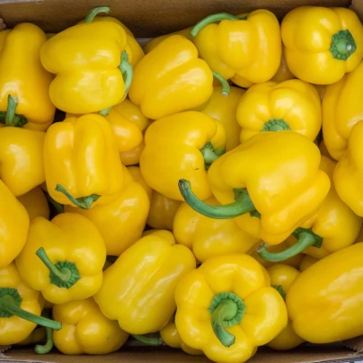 Paprika žlutá Gelber Block - Capsicum annuum - semena - 7 ks