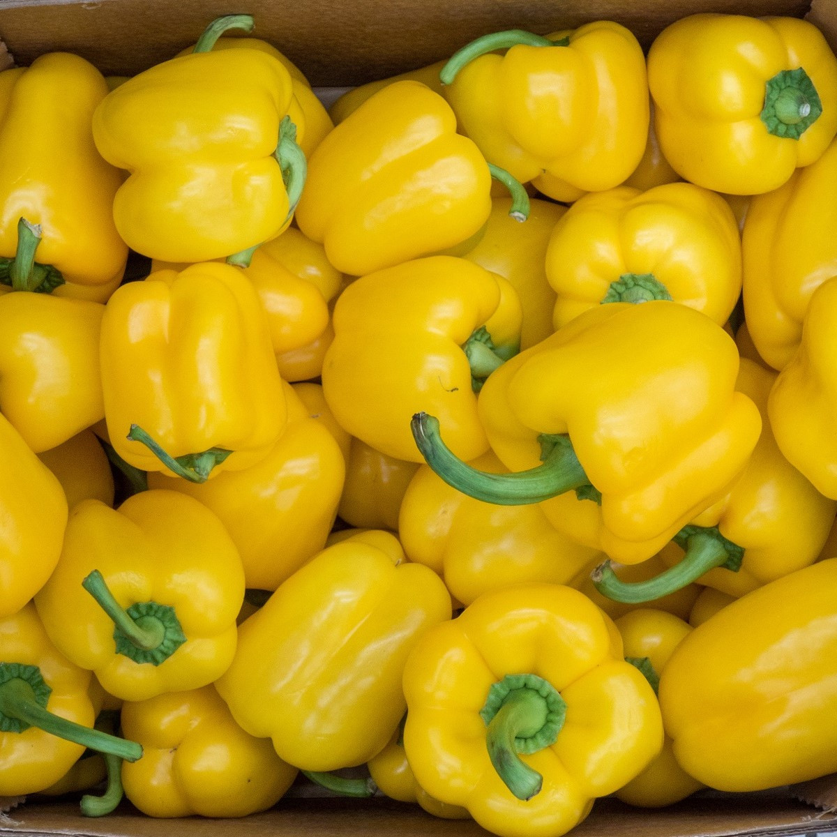 Paprika žlutá Gelber Block - Capsicum annuum - semena - 7 ks