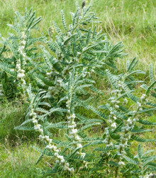 Semena kozince – Kozinec sladkolistý – Astragalus glycyphyllos