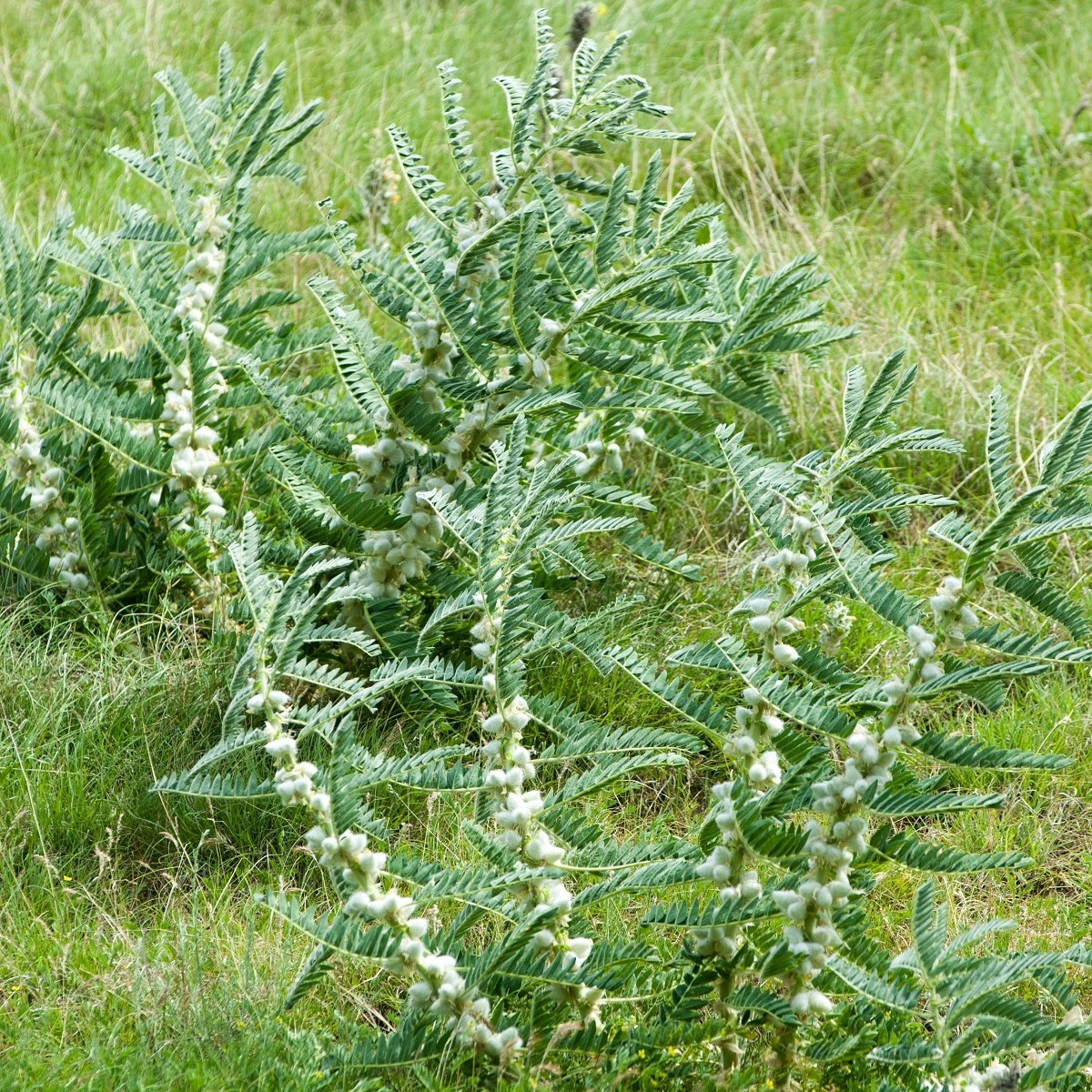 Kozinec sladkolistý - Astragalus glycyphyllos - semena - 20 ks
