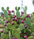 Opuncie poléhavá - Opuntia humifusa - semena - 7 ks