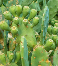 Opuncie poléhavá - Opuntia humifusa - semena - 7 ks