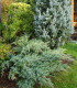 Jalovec virginský - Juniperus virginiana - semena - 15 ks