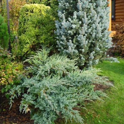 Jalovec virginský - Juniperus virginiana - semena - 15 ks