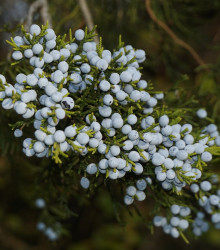 Semena jalovce – Jalovec virginský – Juniperus virginiana
