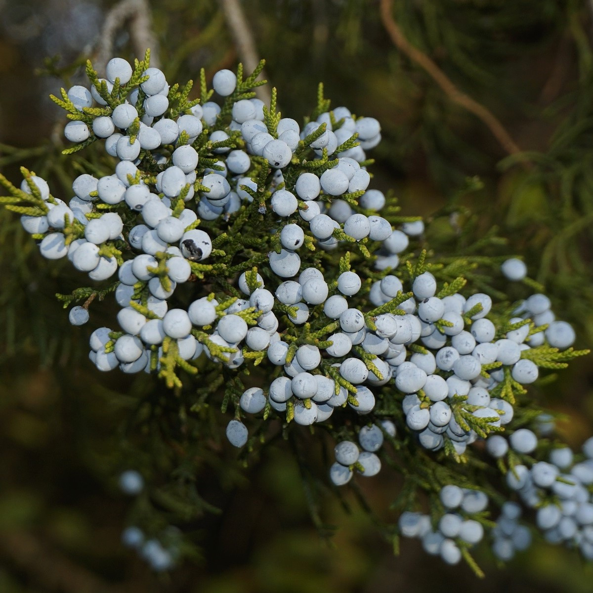 Jalovec virginský - Juniperus virginiana - semena - 15 ks