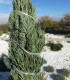 Jalovec virginský - Juniperus virginiana - semena - 15 ks
