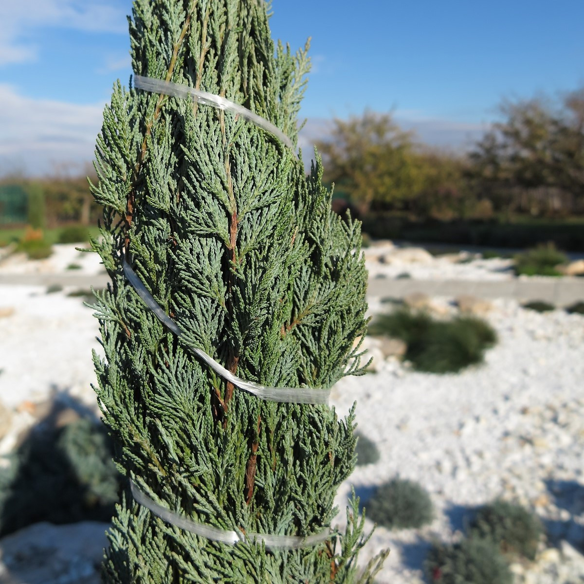 Jalovec virginský - Juniperus virginiana - semena - 15 ks