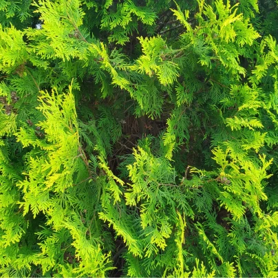 Túje západní - Thuja occidentalis - semena - 18 ks