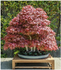 Javor japonský - Acer palmatum - semena - 5 ks