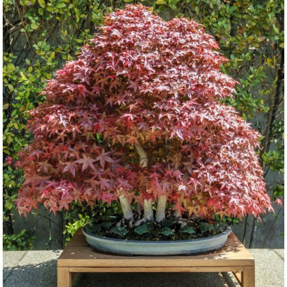 Semena javoru – Javor japonský – Acer palmatum