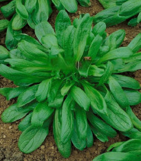 Kozlíček Large Leaved - Vallerianella locusta - semena - 150 ks