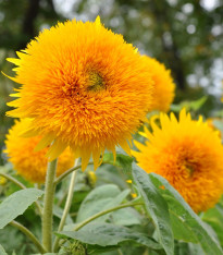 Slunečnice Sonnengold - Helianthus annuus - semena - 15 ks