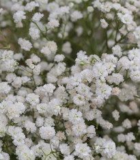 Šáter latnatý bílý - Gypsophila paniculata - semena - 150 ks
