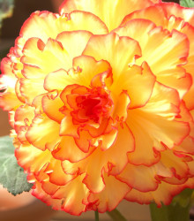 Begónie Picottee oranžová - Begonia - cibuloviny - 2 ks