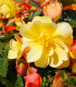 Begonie Sunny Dream - Begonia odorata - cibuloviny - 2 ks