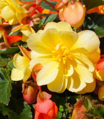 Begonie Sunny Dream - Begonia odorata - cibuloviny - 2 ks