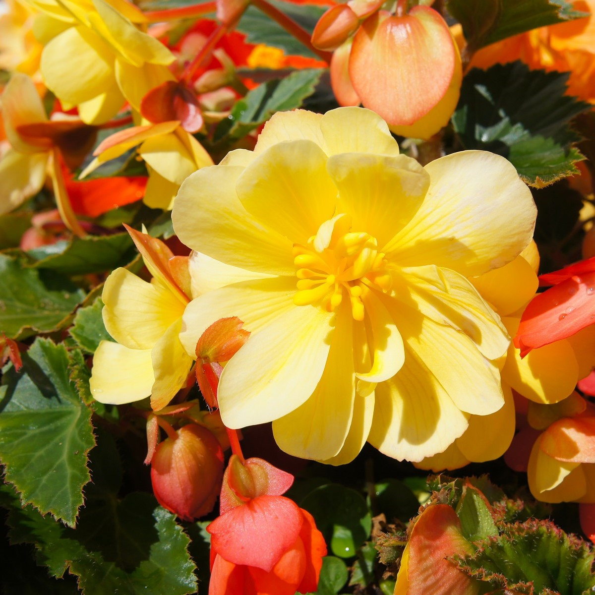 Begonie Sunny Dream - Begonia odorata - cibuloviny - 2 ks