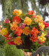 Begonie Golden Balcony - Begonia tuberhybrida - cibuloviny - 2 ks