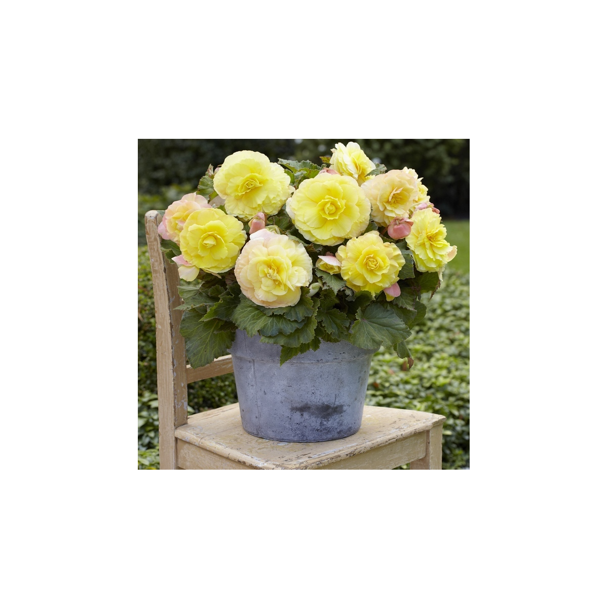 Begonie plnokvětá žlutá - Begonia superba - cibuloviny - 2 ks