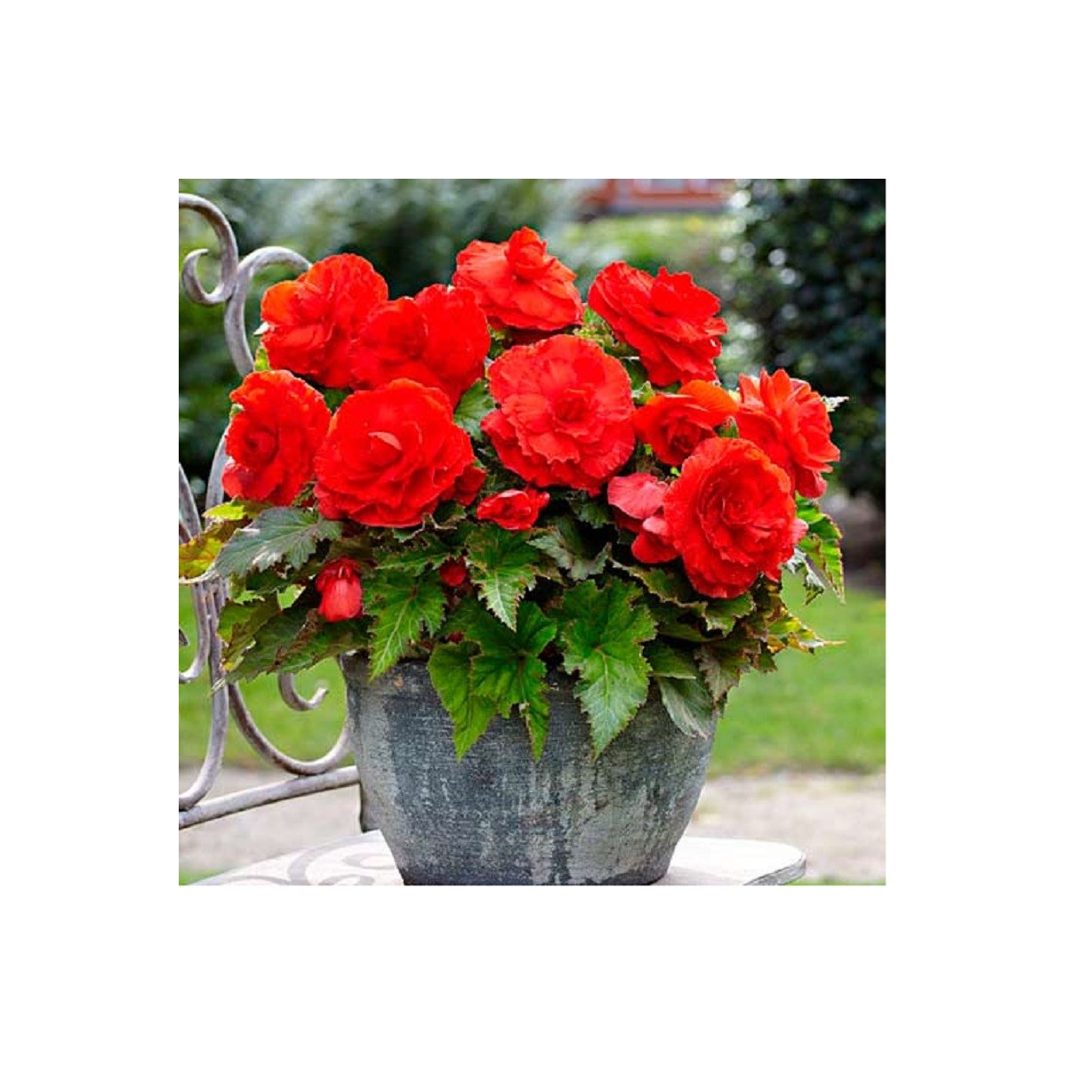 Begonie plnokvětá červená - Begonia superba - cibuloviny - 2 ks