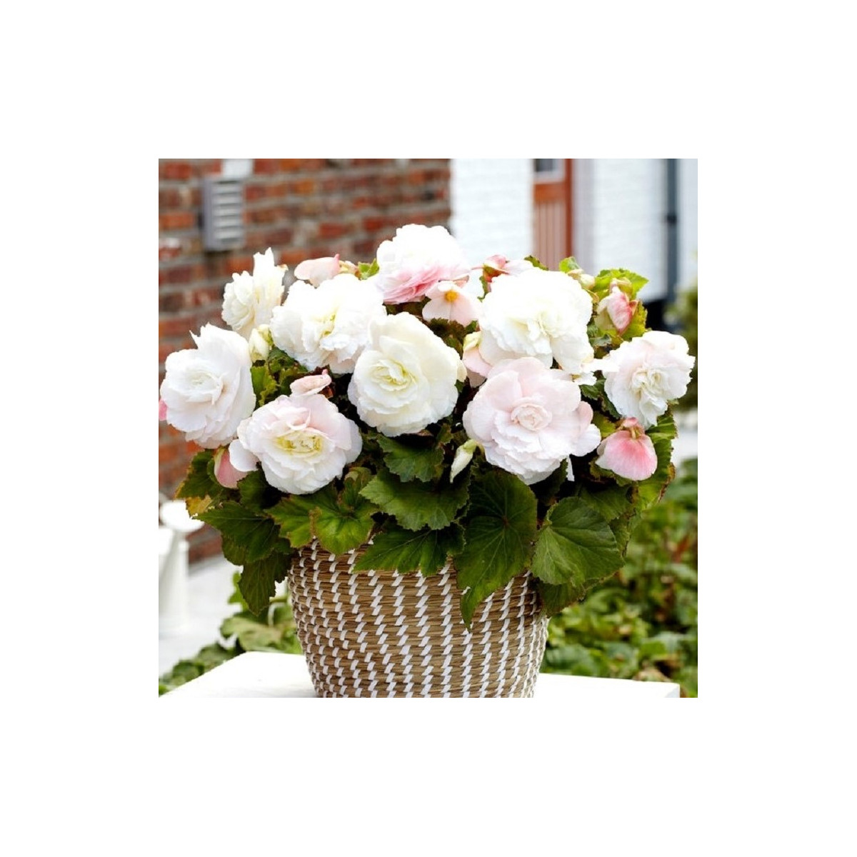 Begonie plnokvětá bílá - Begonia superba - cibuloviny - 2 ks